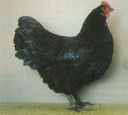 Жертвенное животное черная курица для приворота на кровь